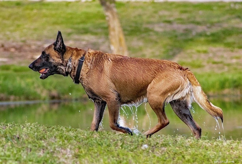 トリュフ狩りのためのトップ10の犬種 
