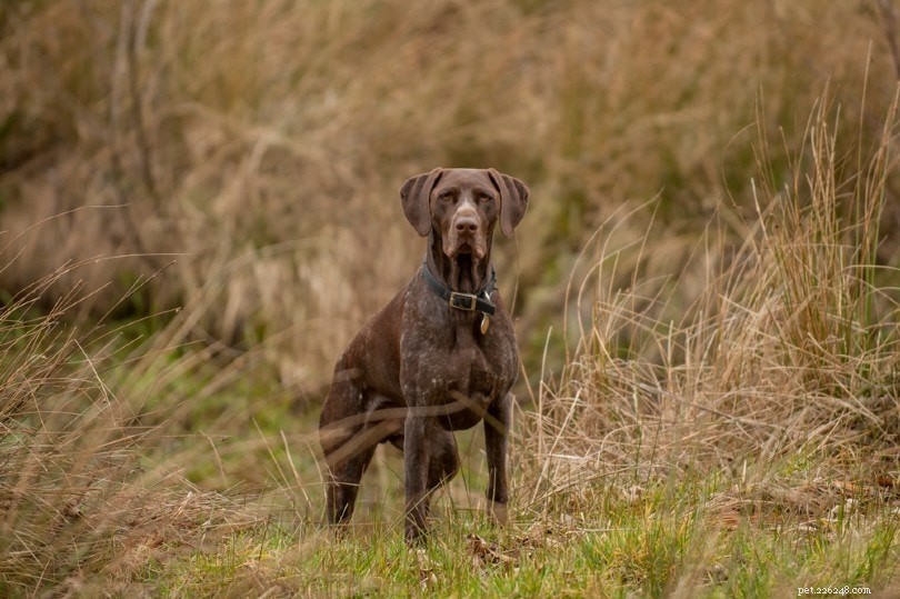 10 melhores raças de cães para caça de trufas