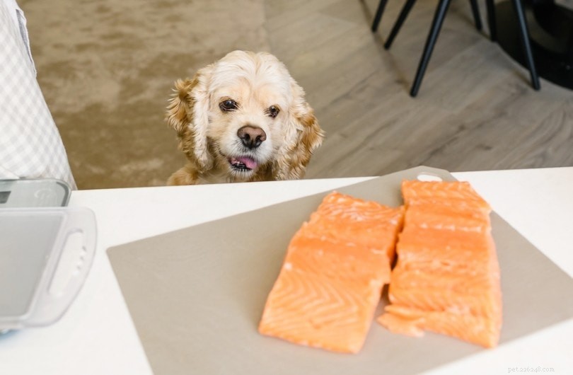 Zdroje omega-3 pro psy a kolik jich denně potřebují (schváleno veterinářem)