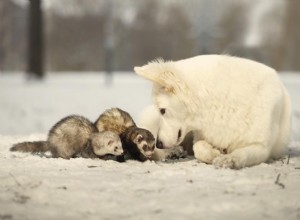 犬とフェレットは仲良くしますか？あなたが知る必要があること！ 