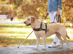 10 tipos de cães de serviço e o que eles fazem (com fotos)