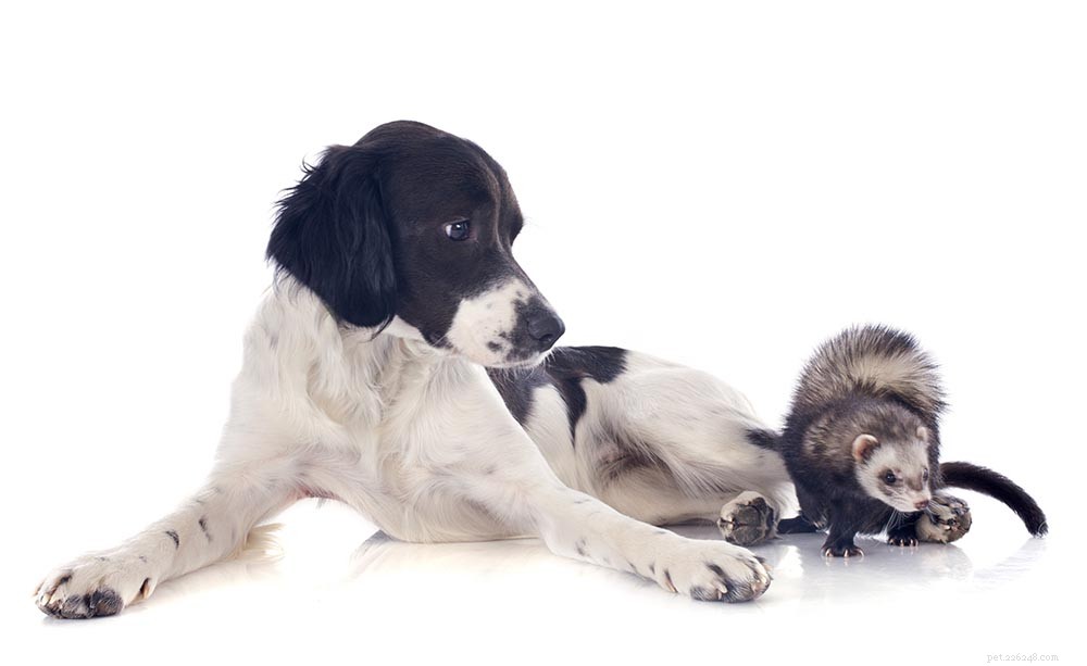 Kunnen honden en fretten goed met elkaar overweg? Wat u moet weten!