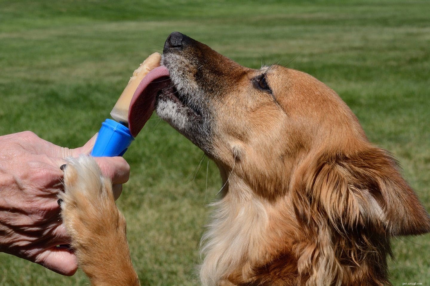 5 лучших источников железа для собак (и сколько им нужно ежедневно)