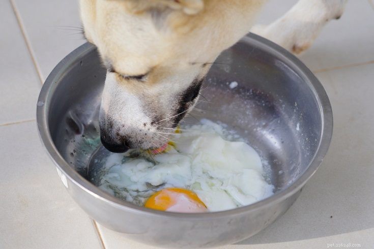 7 natuurlijke bronnen van taurine voor honden (en hoeveel ze dagelijks nodig hebben)
