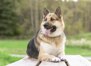 Por que os cães têm vida curta? (Resposta do veterinário)