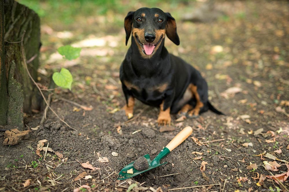Psi na lov lanýžů:Jak to funguje?