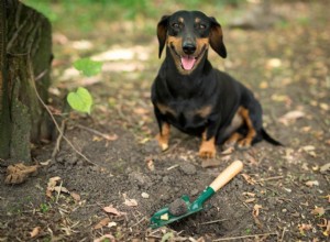 トリュフ狩猟犬：それはどのように機能しますか？ 