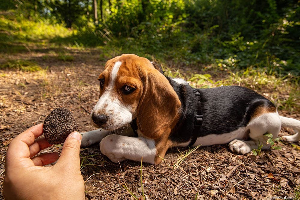 Cães caçadores de trufas:como funciona?