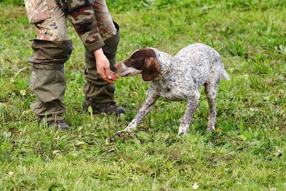 Cães caçadores de trufas:como funciona?