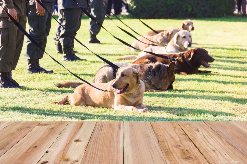 Durata della vita dei cani poliziotto:per quanto tempo lavorano e vivono?