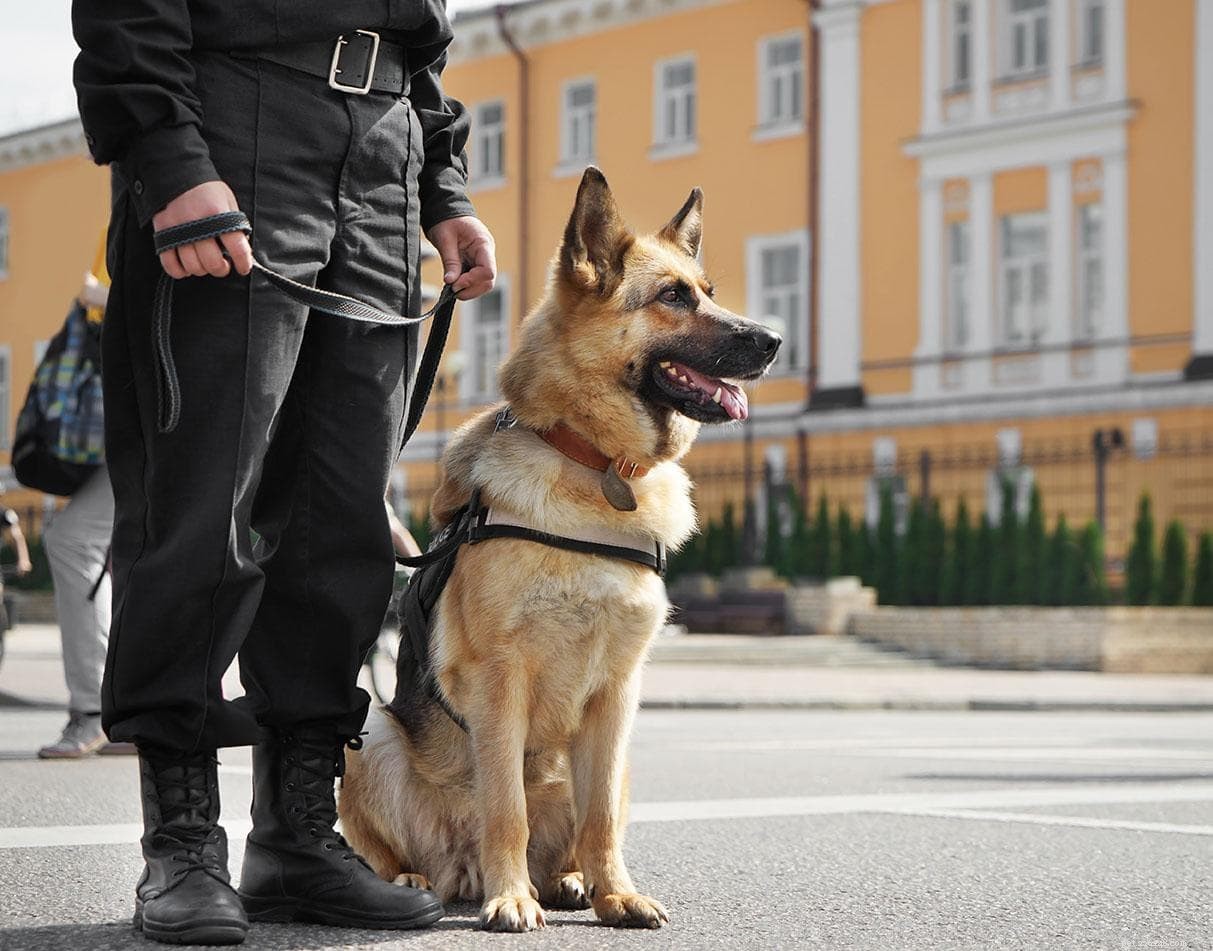 Životnost policejních psů:Jak dlouho pracují a žijí?