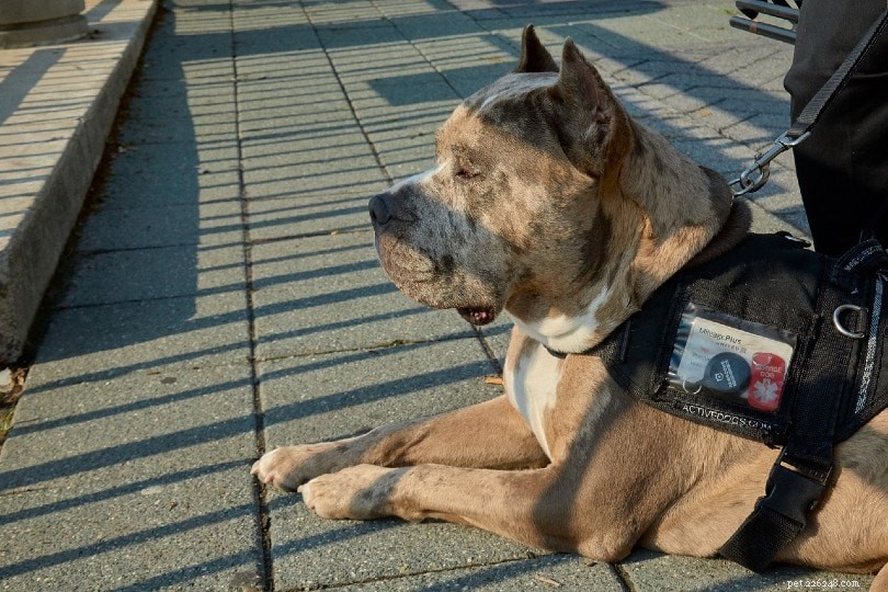 Durata della vita dei cani poliziotto:per quanto tempo lavorano e vivono?