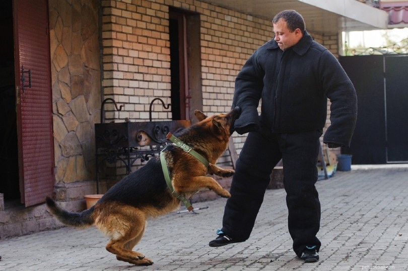 O que os cães policiais fazem? (Uma visão geral do trabalho deles)