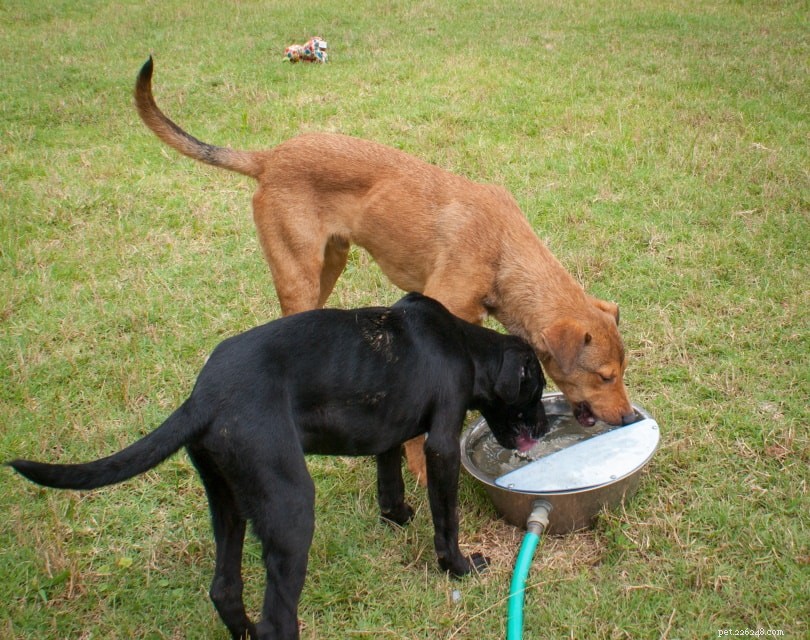 Почему моя собака пьет так много воды:нужно ли мне действовать? (Ответ ветеринара)