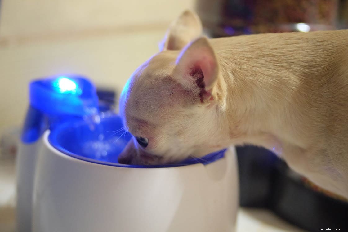 Por que meu cachorro bebe tanta água:devo agir? (Resposta do veterinário)
