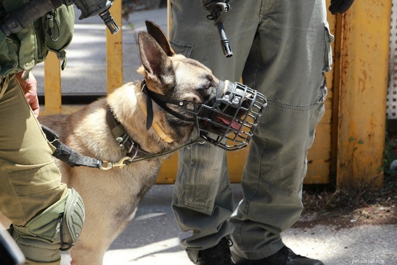 Что делают военные собаки? (Обзор их работы)
