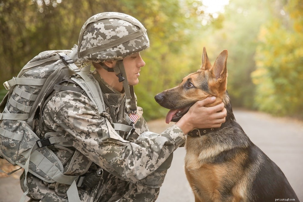 Vad gör militärhundar? (Översikt över deras arbete)
