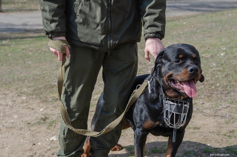 Wat doen militaire honden? (Overzicht van hun werk)