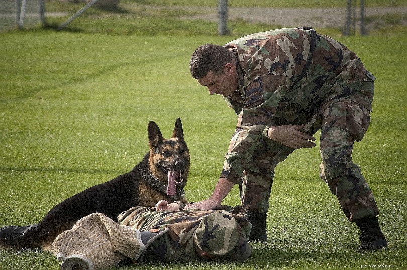 O que os cães militares fazem? (Visão geral do trabalho)