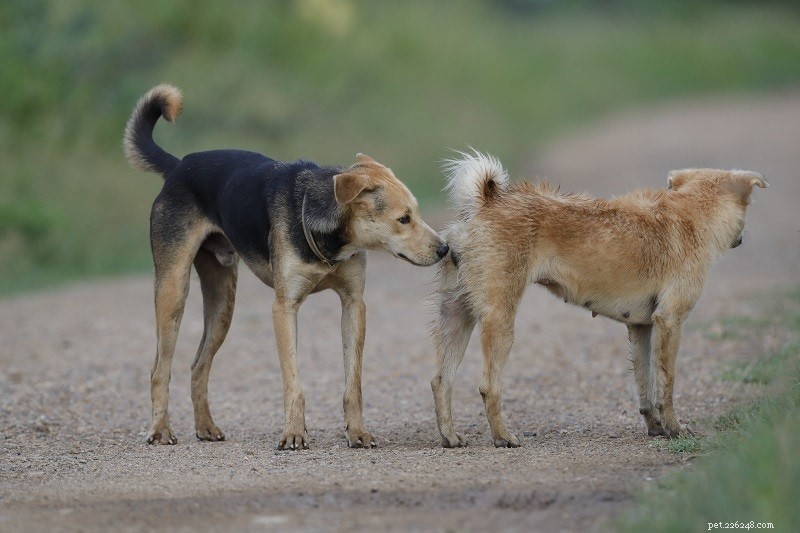 Varför fastnar hundar under parning? (Veterinärens svar)