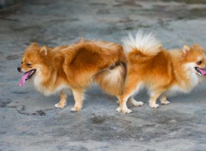 なぜ犬は交配中に立ち往生するのですか？ （獣医の回答） 