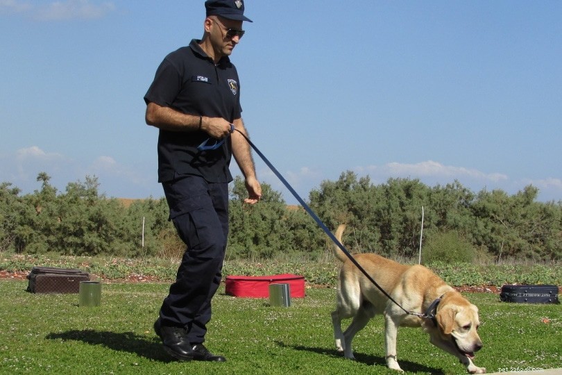 O que acontece com cães que falham no treinamento policial?