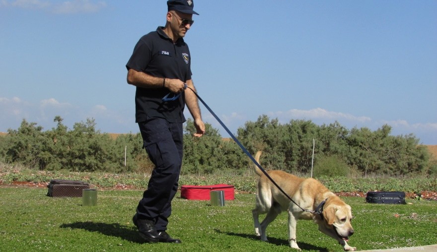 Quanto tempo ci vuole per addestrare un cane poliziotto? 