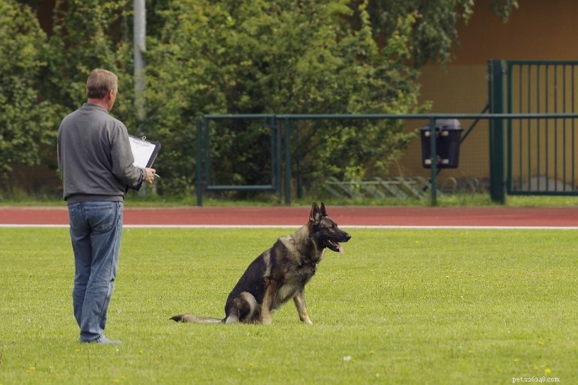 Hoe lang duurt het om een ​​politiehond te trainen?