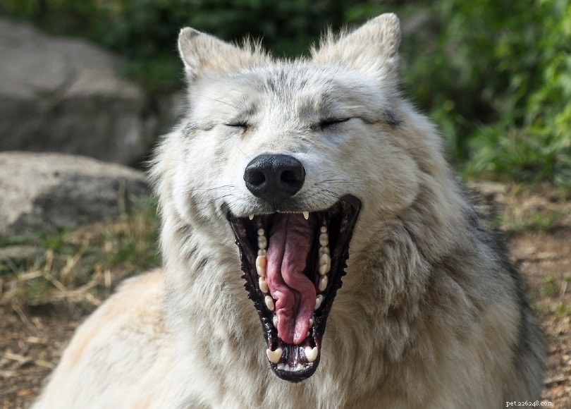 늑대의 물린 힘은 얼마나 강력합니까? (PSI 측정 및 개와 비교하는 방법)