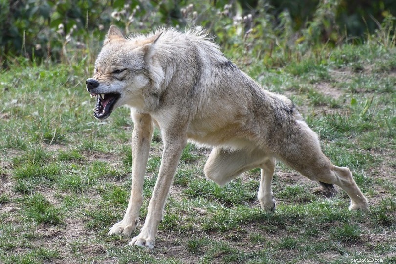 Qual ​​é a força da mordida de um lobo? (Medida PSI e como ela se compara a um cachorro)