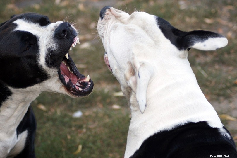 13 estatísticas e fatos chocantes sobre brigas de cães em 2022