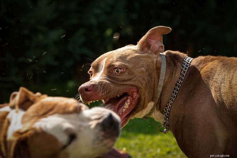 13 statistiques et faits choquants sur les combats de chiens à connaître en 2022
