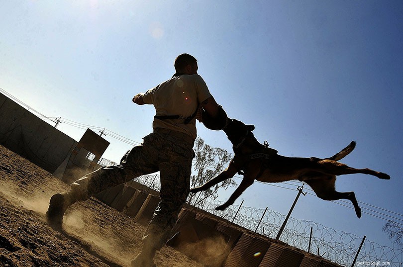 13 estatísticas e fatos chocantes sobre brigas de cães em 2022