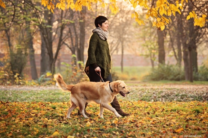 2022年の10の犬の歩行統計と事実：人々は犬をどれだけ歩くか？ 