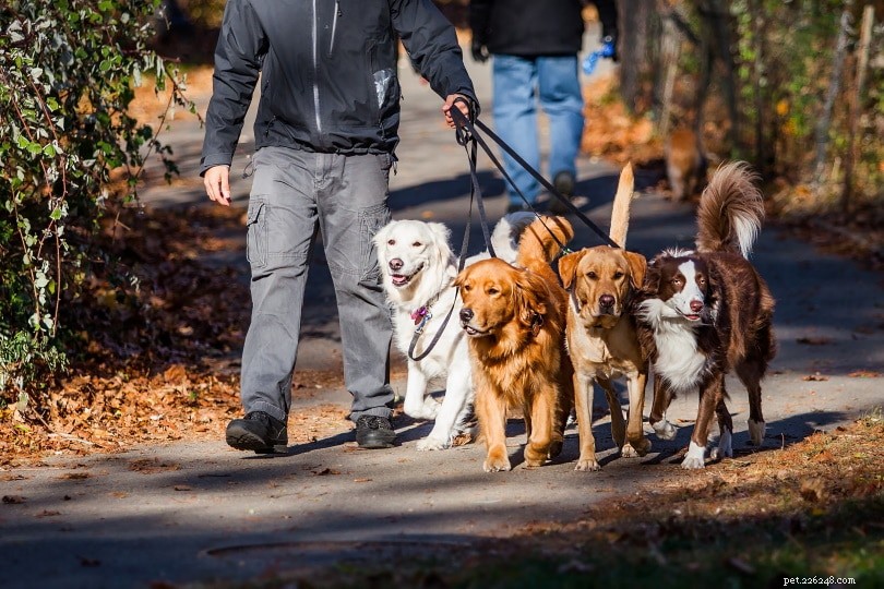 10 statistik venčení psů a fakta pro rok 2022:Jak moc lidé venčí své psy?