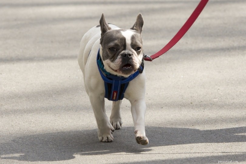 2022年の10の犬の歩行統計と事実：人々は犬をどれだけ歩くか？ 