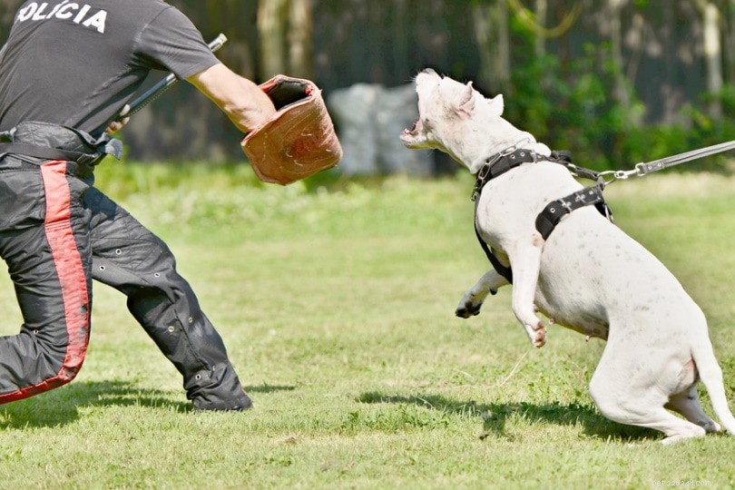 Quanto è forte la forza del morso di un Dogo Argentino? (Misurazione e fatti PSI)