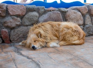 なぜ私の犬はいつもより多く眠っているのですか？心配する必要がありますか？ 