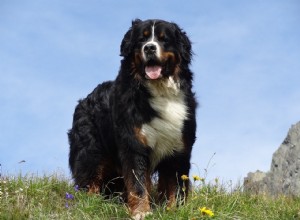 Quanto tempo vivem os Bernese Mountain Dogs? (Dados e fatos sobre a vida útil média)