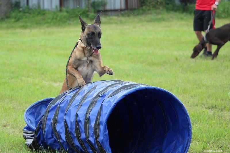 Как стать дрессировщиком полицейских собак:карьера, требования и многое другое