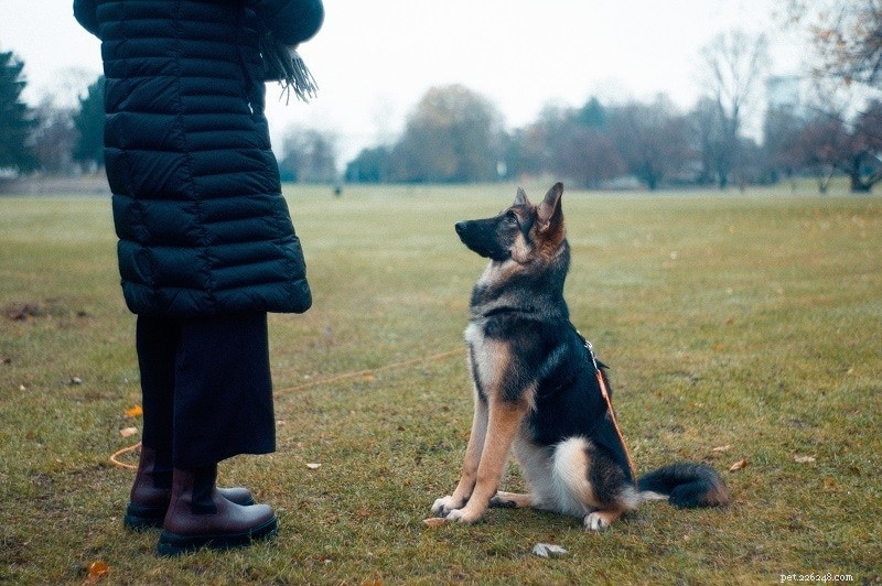 警察犬のトレーナーになる方法：キャリア、要件など