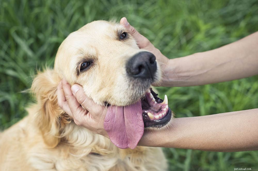Waarom worden honden graag geaaid? 5 redenen voor dit gedrag
