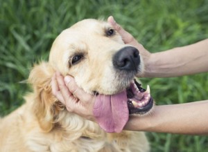 개는 왜 쓰다듬어주는 것을 좋아합니까? 이러한 행동의 5가지 이유
