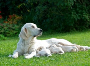 Quanto tempo leva para um cachorro ter filhotes?