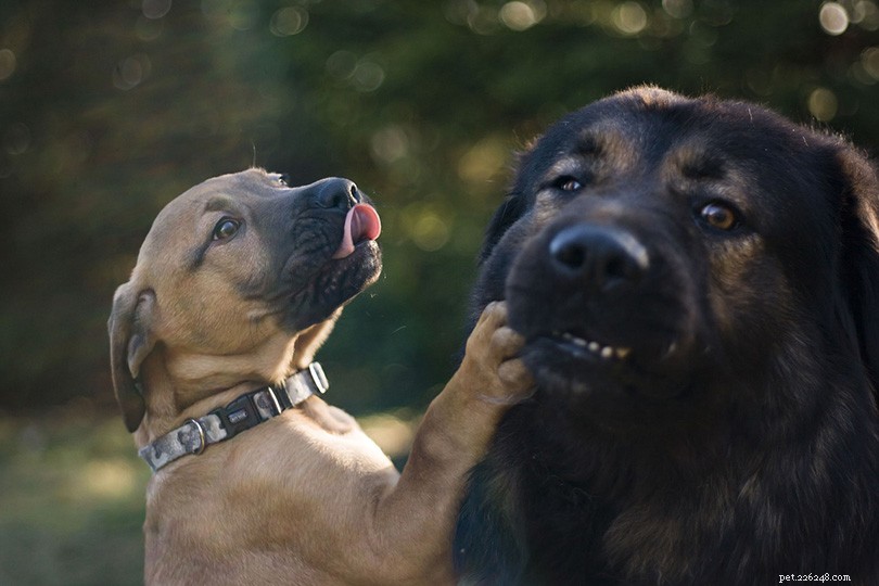 O que são raças de cães de grife?