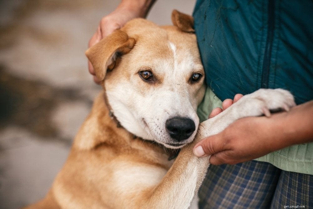 13 sinais de que seu cão está estressado, deprimido ou triste (resposta do veterinário)