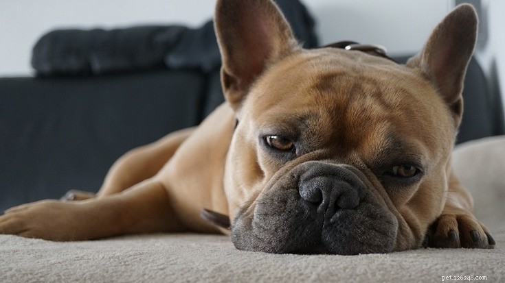 13 tekenen dat uw hond gestrest, depressief of verdrietig is (antwoord van dierenarts)
