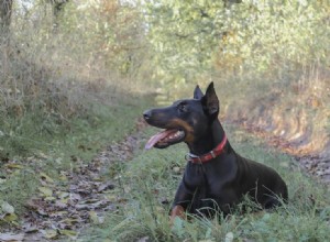 Os cães podem ver fantasmas? O que você precisa saber!