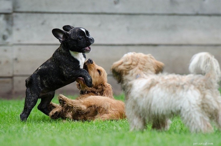 Когда можно безопасно знакомить щенков с другими собаками? Что вам нужно знать!