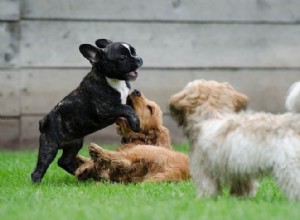 Quando é seguro expor filhotes a outros cães? O que você precisa saber!